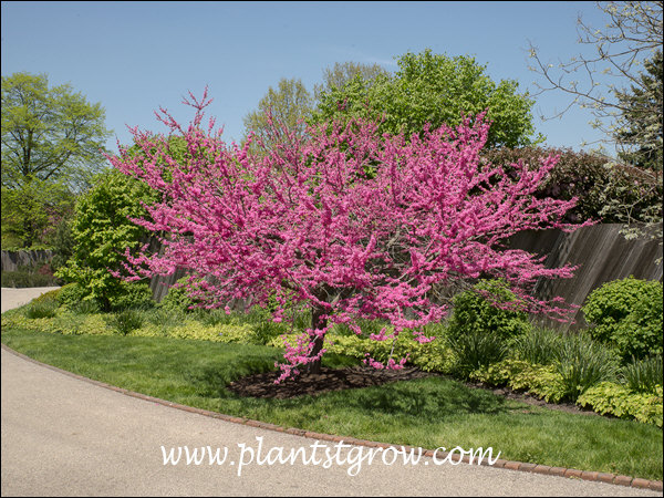 Micheal Dirr describes this color as "electric".  Easy to see why!!